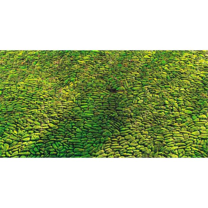 Green Moss Closeup III will make a perfect background for any fresh or salt water tank or aquarium as well as dry terrariums.