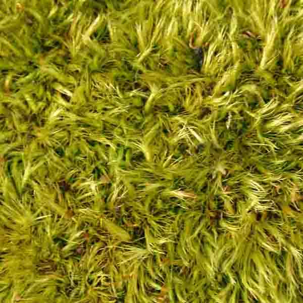 Green Moss Closeup IV will make a perfect background for any fresh or salt water tank or aquarium as well as dry terrariums.