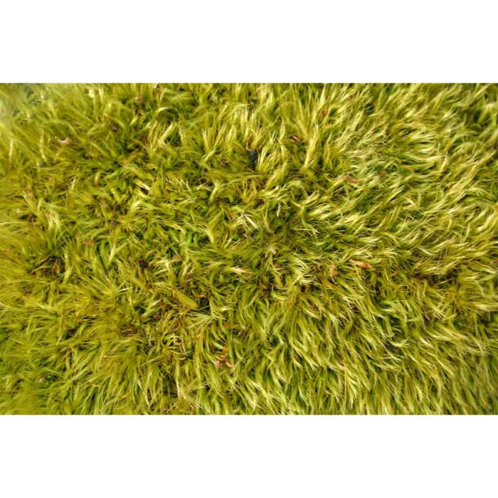 Green Moss Closeup IV will make a perfect background for any fresh or salt water tank or aquarium as well as dry terrariums.