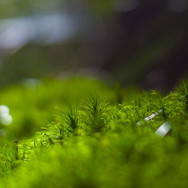 Green Moss Closeup V will make a perfect background for any fresh or salt water tank or aquarium as well as dry terrariums.