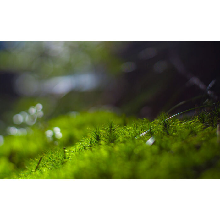 Green Moss Closeup V will make a perfect background for any fresh or salt water tank or aquarium as well as dry terrariums.