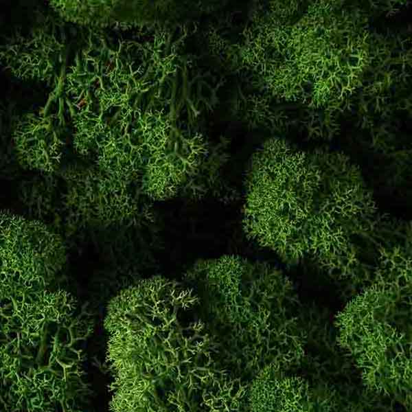 Green Moss Closeup VI will make a perfect background for any fresh or salt water tank or aquarium as well as dry terrariums.