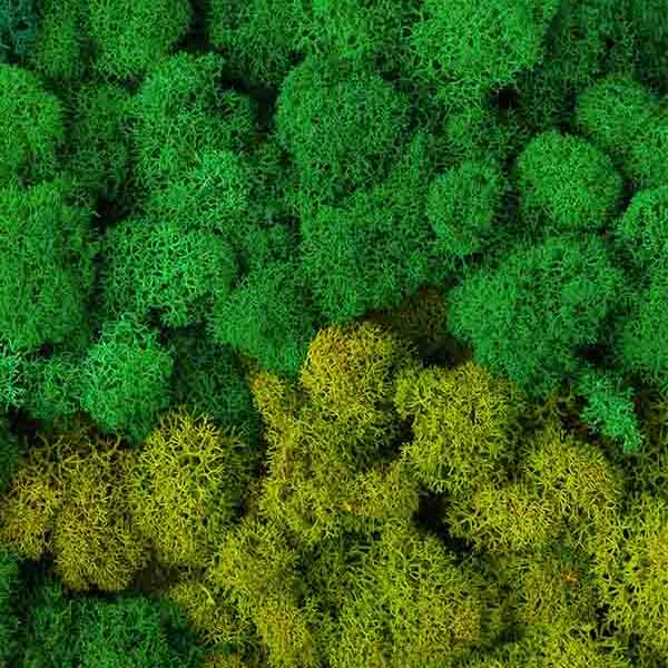 Green Moss Closeup VII will make a perfect background for any fresh or salt water tank or aquarium as well as dry terrariums.