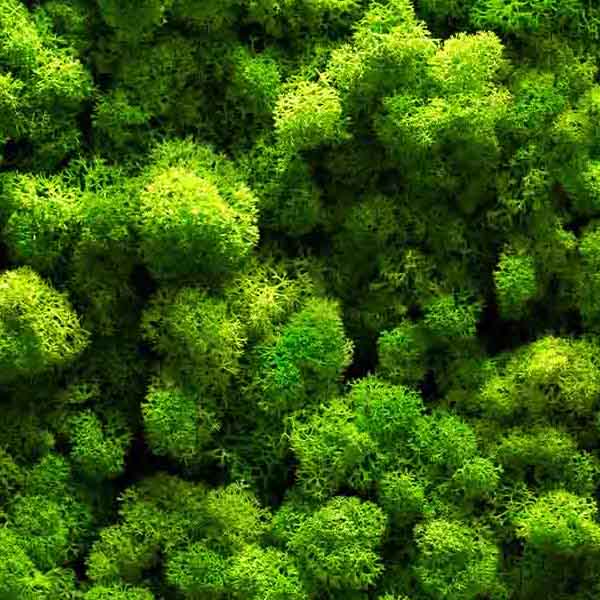 Green Moss Closeup VIII will make a perfect background for any fresh or salt water tank or aquarium as well as dry terrariums.