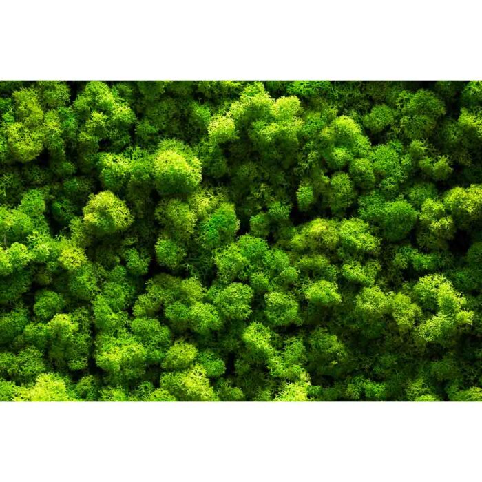 Green Moss Closeup VIII will make a perfect background for any fresh or salt water tank or aquarium as well as dry terrariums.