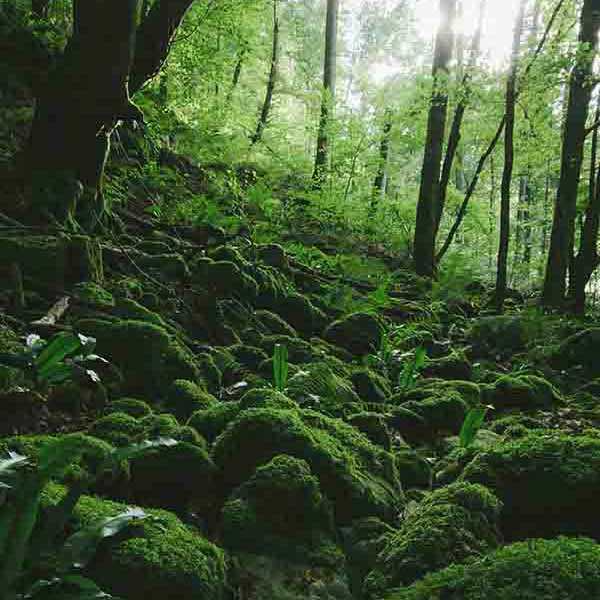 Green Moss Jungle will make a perfect background for any fresh or salt water tank or aquarium as well as dry terrariums.