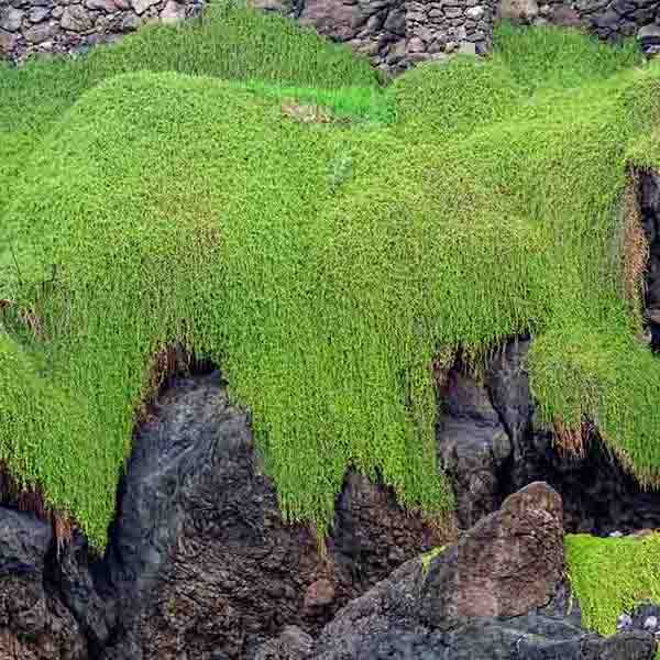 Green Moss Rock will make a perfect background for any fresh or salt water tank or aquarium as well as dry terrariums.