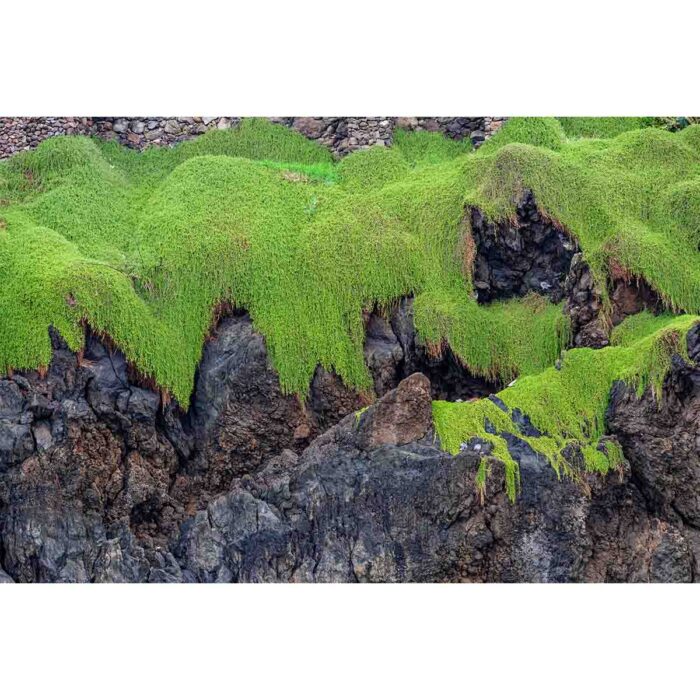 Green Moss Rock will make a perfect background for any fresh or salt water tank or aquarium as well as dry terrariums.