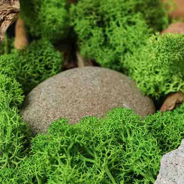 Green Moss Rock IV will make a perfect background for any fresh or salt water tank or aquarium as well as dry terrariums.