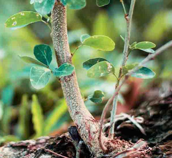 Growing Tree Branch will make a perfect background for any fresh or salt water tank or aquarium as well as dry terrariums.