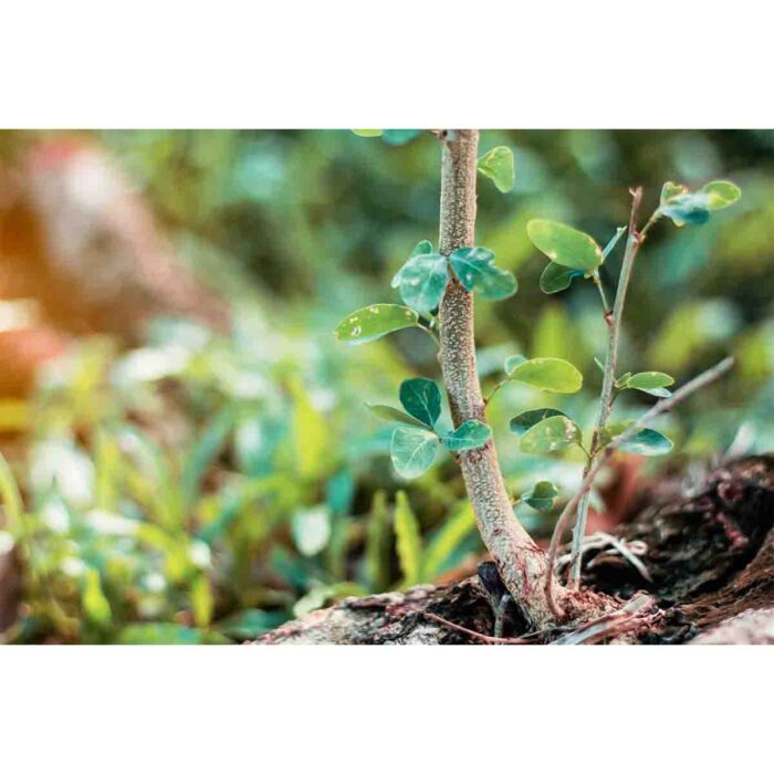 Growing Tree Branch will make a perfect background for any fresh or salt water tank or aquarium as well as dry terrariums.