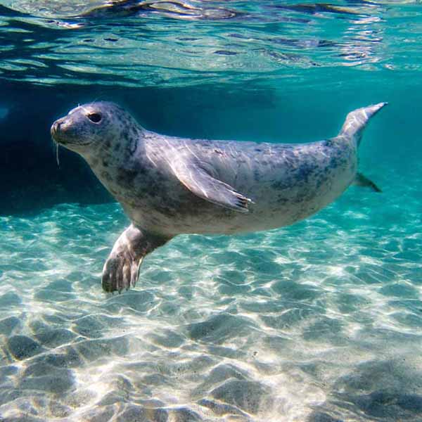 Happy Seal Time will make a perfect background for any fresh or salt water tank or aquarium as well as dry terrariums.