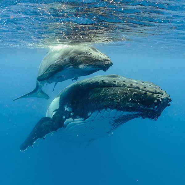 Humpback Whale Pair will make a perfect background for any fresh or salt water tank or aquarium as well as dry terrariums.