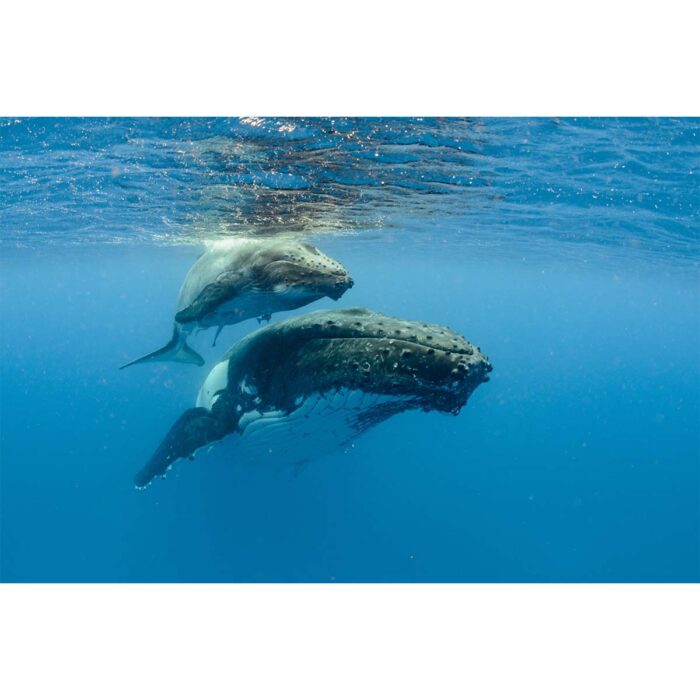 Humpback Whale Pair will make a perfect background for any fresh or salt water tank or aquarium as well as dry terrariums.