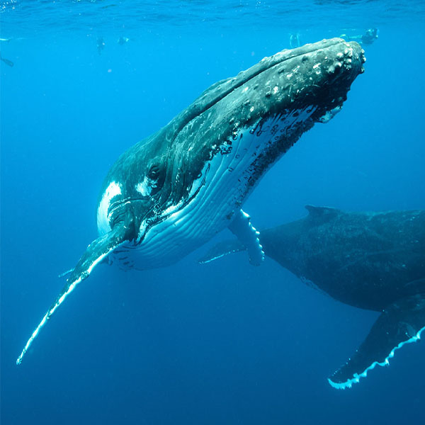 Humpback Whales Approaching will make a perfect background for any fresh or salt water tank or aquarium as well as dry terrariums.