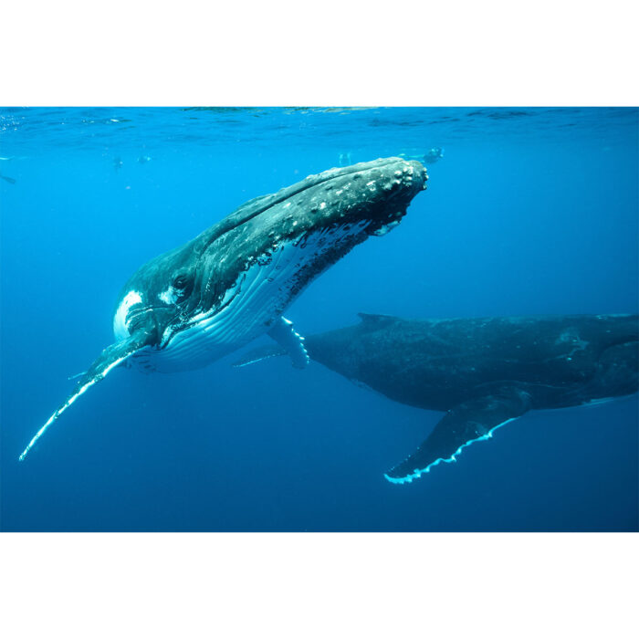 Humpback Whales Approaching will make a perfect background for any fresh or salt water tank or aquarium as well as dry terrariums.