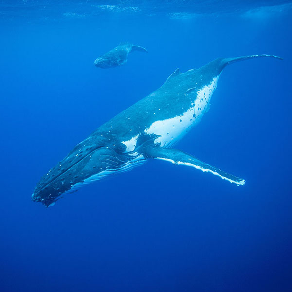 Humpback Whales Diving will make a perfect background for any fresh or salt water tank or aquarium as well as dry terrariums.