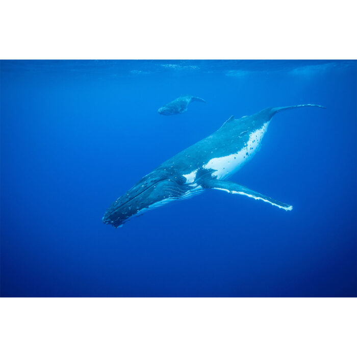 Humpback Whales Diving will make a perfect background for any fresh or salt water tank or aquarium as well as dry terrariums.