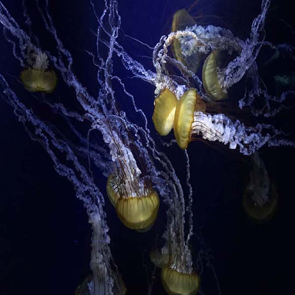 Jellyfish Floating Everywhere will make a perfect background for any fresh or salt water tank or aquarium as well as dry terrariums.