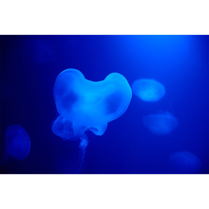 Jellyfish Bunched Up will make a perfect background for any fresh or salt water tank or aquarium as well as dry terrariums.