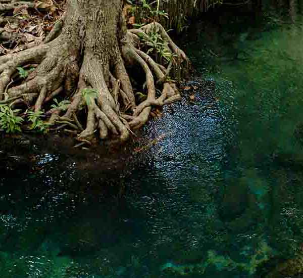 Krabi National Park will make a perfect background for any fresh or salt water tank or aquarium as well as dry terrariums.