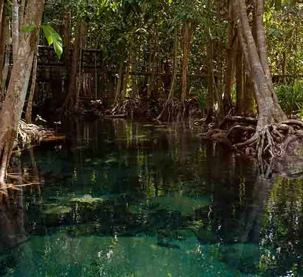 Krabi National Park II will make a perfect background for any fresh or salt water tank or aquarium as well as dry terrariums.