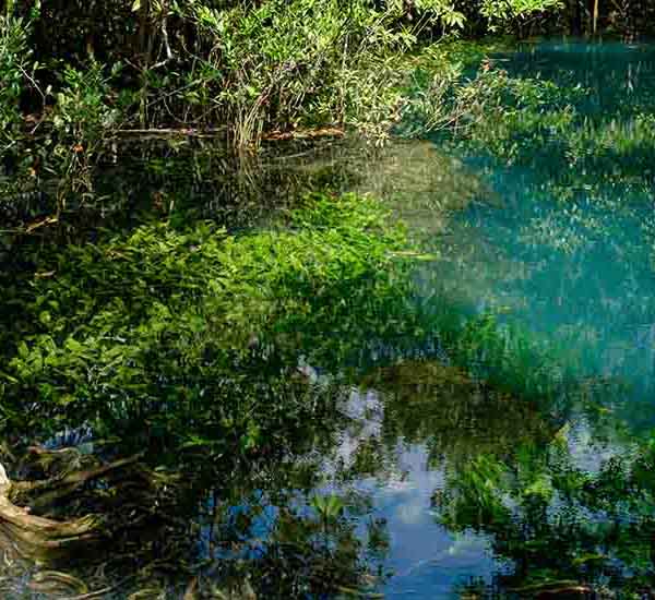 Krabi National Park III will make a perfect background for any fresh or salt water tank or aquarium as well as dry terrariums.