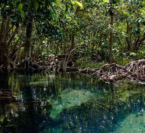 Krabi National Park IV will make a perfect background for any fresh or salt water tank or aquarium as well as dry terrariums.