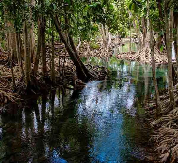 Krabi National Park V will make a perfect background for any fresh or salt water tank or aquarium as well as dry terrariums.