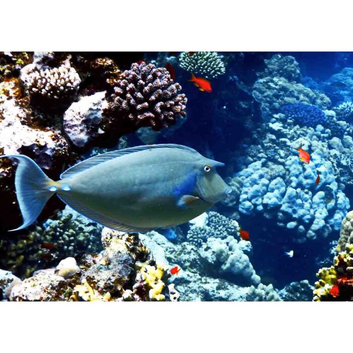 Large Blue Fish will make a perfect background for any fresh or salt water tank or aquarium as well as dry terrariums.