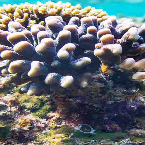 Light Coral Underwater will make a perfect background for any fresh or salt water tank or aquarium as well as dry terrariums.