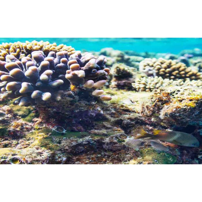 Light Coral Underwater will make a perfect background for any fresh or salt water tank or aquarium as well as dry terrariums.