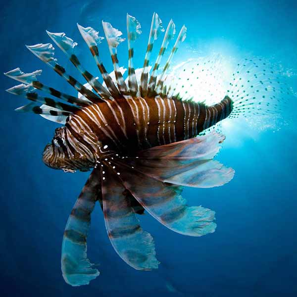 Lion Fish Closeup will make a perfect background for any fresh or salt water tank or aquarium as well as dry terrariums.