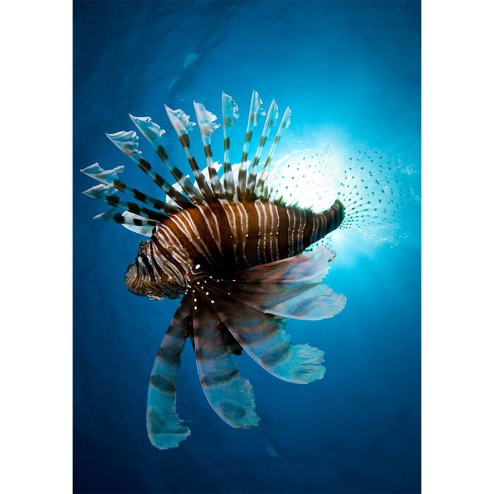 Lion Fish Closeup will make a perfect background for any fresh or salt water tank or aquarium as well as dry terrariums.