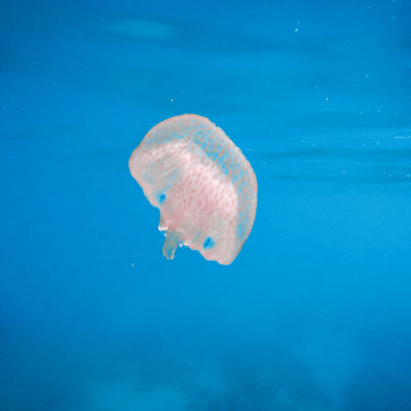 Little Jellyfish Floating will make a perfect background for any fresh or salt water tank or aquarium as well as dry terrariums.