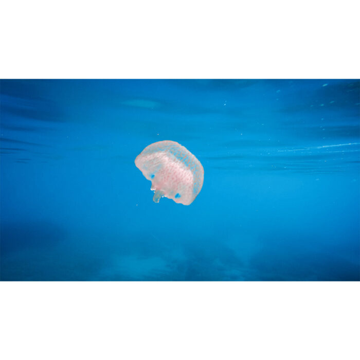 Little Jellyfish Floating will make a perfect background for any fresh or salt water tank or aquarium as well as dry terrariums.