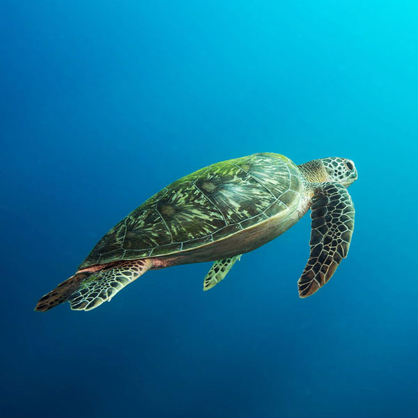 Lonely Sea Turtle will make a perfect background for any fresh or salt water tank or aquarium as well as dry terrariums.