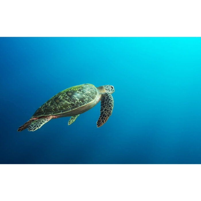 Lonely Sea Turtle will make a perfect background for any fresh or salt water tank or aquarium as well as dry terrariums.