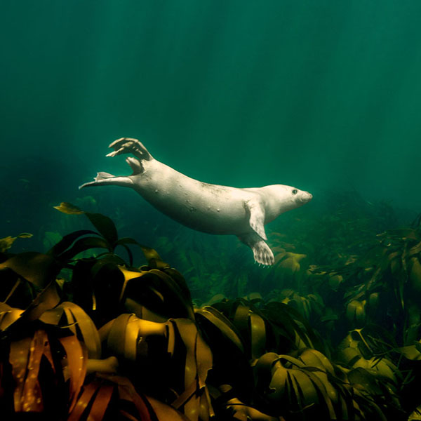 Lonely Seal Swimming will make a perfect background for any fresh or salt water tank or aquarium as well as dry terrariums.