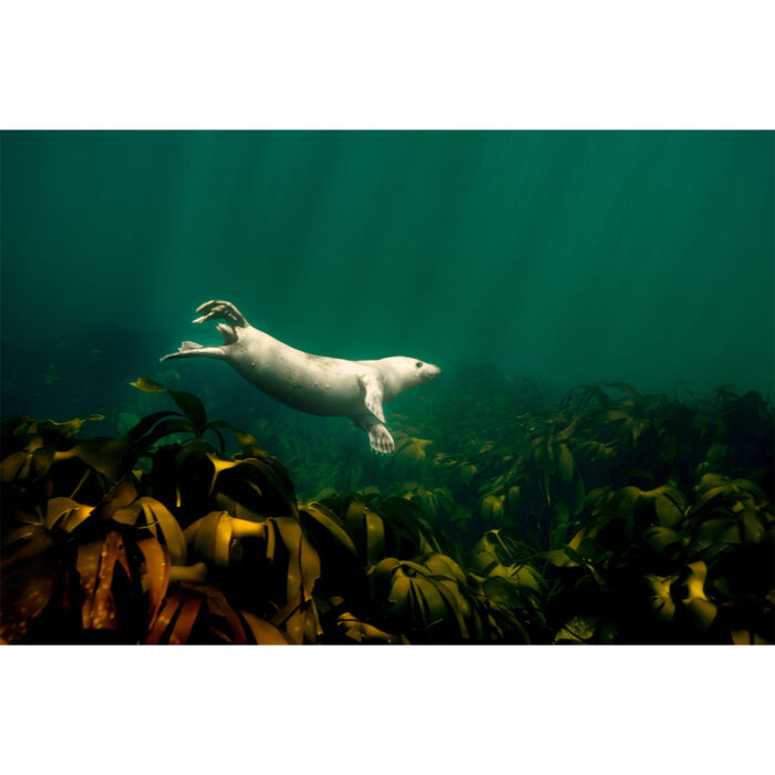 Lonely Seal Swimming will make a perfect background for any fresh or salt water tank or aquarium as well as dry terrariums.