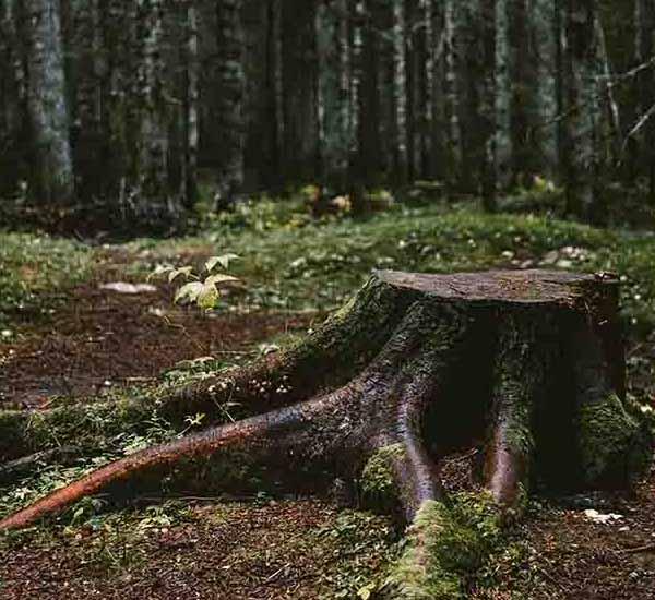 Lonely Tree Stump will make a perfect background for any fresh or salt water tank or aquarium as well as dry terrariums.