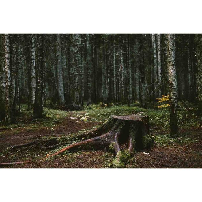 Lonely Tree Stump will make a perfect background for any fresh or salt water tank or aquarium as well as dry terrariums.