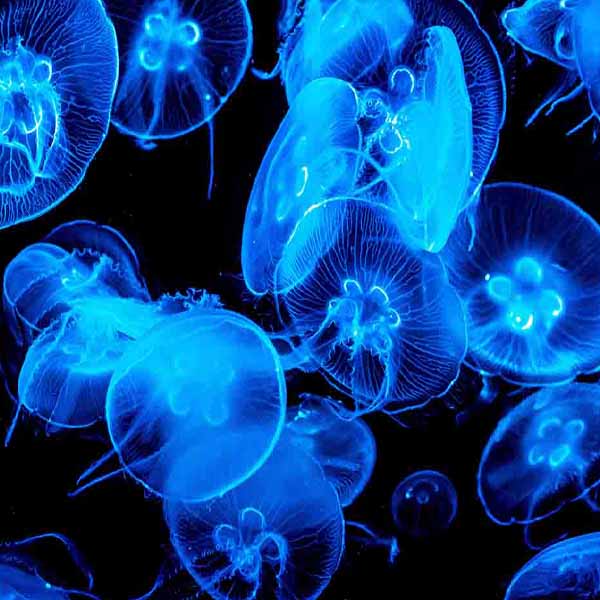 Magnificent Blue Jellyfish will make a perfect background for any fresh or salt water tank or aquarium as well as dry terrariums.