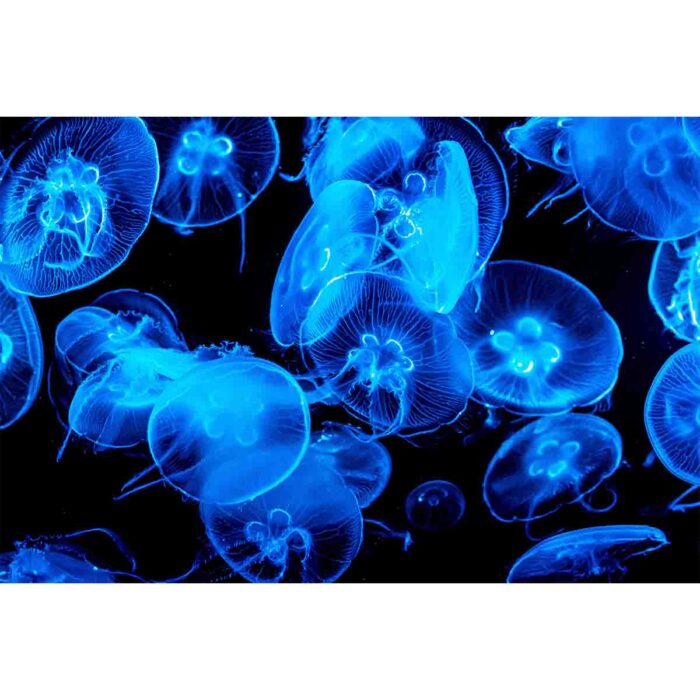 Magnificent Blue Jellyfish will make a perfect background for any fresh or salt water tank or aquarium as well as dry terrariums.