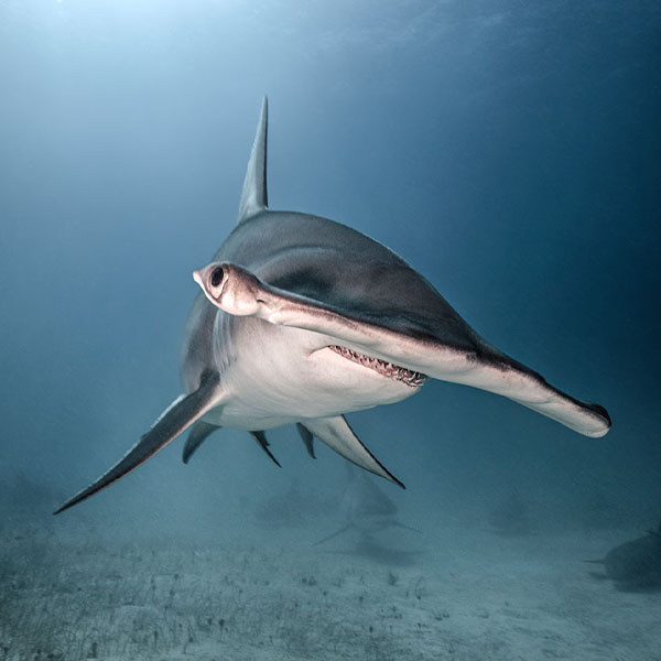 Magnificent Hammerhead Shark will make a perfect background for any fresh or salt water tank or aquarium as well as dry terrariums.