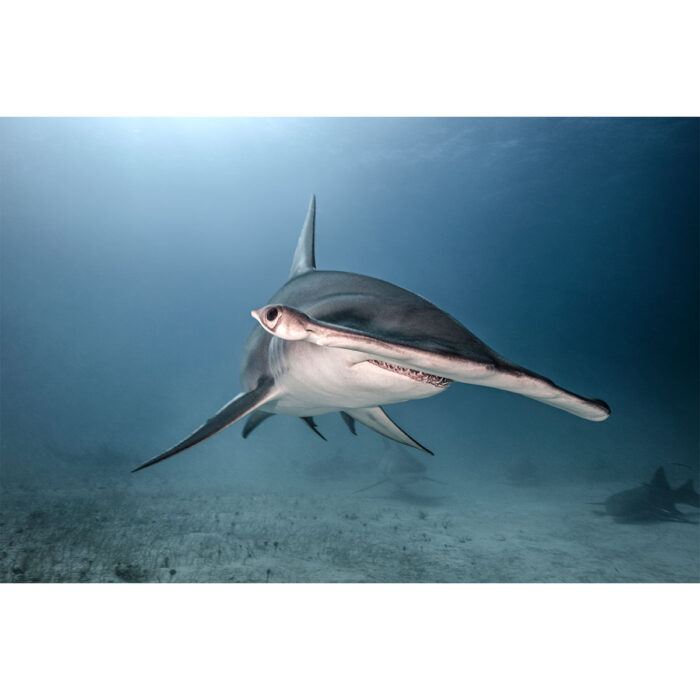 Magnificent Hammerhead Shark will make a perfect background for any fresh or salt water tank or aquarium as well as dry terrariums.