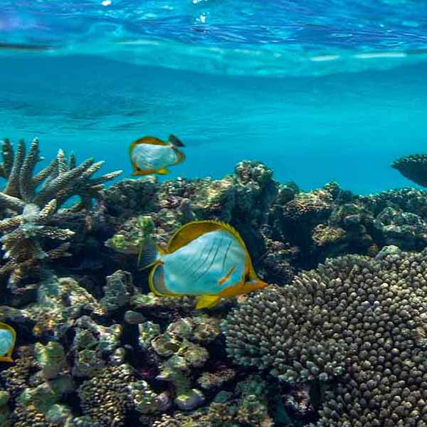 Maldives Underwater Coral will make a perfect background for any fresh or salt water tank or aquarium as well as dry terrariums.