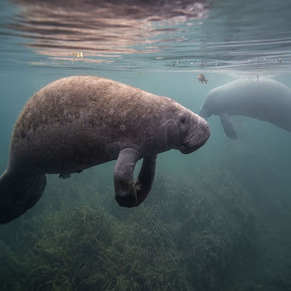 Manatee Near Surface will make a perfect background for any fresh or salt water tank or aquarium as well as dry terrariums.