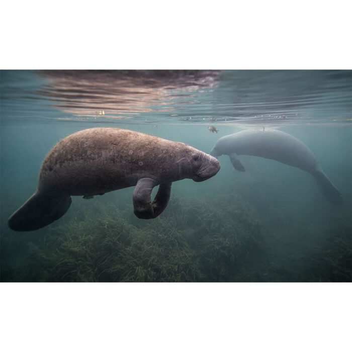 Manatee Near Surface will make a perfect background for any fresh or salt water tank or aquarium as well as dry terrariums.