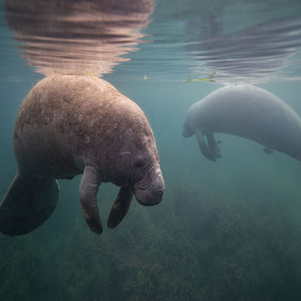 Manatee Surface Floating will make a perfect background for any fresh or salt water tank or aquarium as well as dry terrariums.